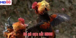 Đá gà cựa sắt MB88