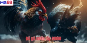 Đá gà miền tây MB88